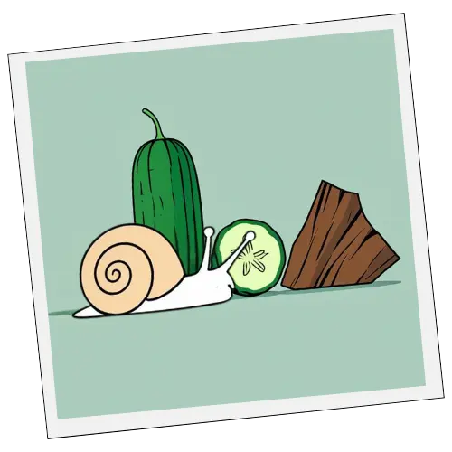 baba de caracol